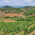 La Casa Vinicola Garofoli ospita la personale di Maria Grazia Focanti